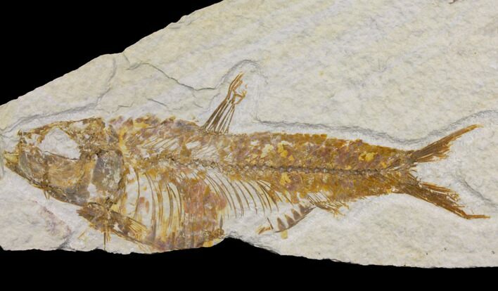 Bargain Fossil Fish (Knightia) - Wyoming #150605